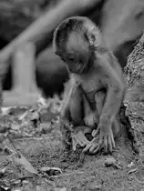 Ein kleiner S�dlicher Schweinsaffe Ende Oktober 2013 im Zoom Gelsenkirchen.