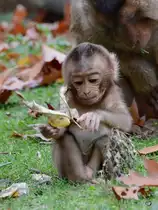 Ein S�dlicher Schweinsaffe Ende Oktober 2013 im Zoom Gelsenkirchen.