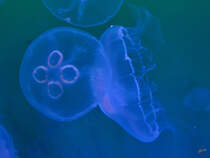 Ohrenquallen Ende Dezember 2014 im Ozeaneum Stralsund.