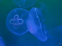 Ohrenquallen Ende Dezember 2014 im Ozeaneum Stralsund.