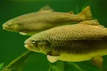 Gro�e Forellen Ende Dezember 2014 im Ozeaneum Stralsund.