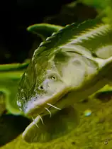 Ein St�r Ende Dezember 2014 im Ozeaneum Stralsund.