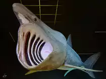 1:1 Modell eines Riesenhai´s. (Ozeaneum Stralsund, Dezember 2014)