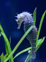 Ein Seepferdchen Ende Dezember 2014 im Ozeaneum Stralsund. 