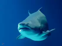 Ein Sandtigerhai Ende Dezember 2014 im Ozeaneum Stralsund. 