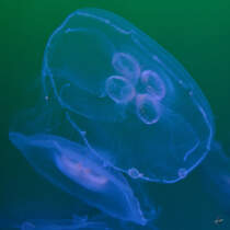 Ohrenquallen Ende Dezember 2014 im Ozeaneum Stralsund.