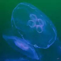 Ohrenquallen Ende Dezember 2014 im Ozeaneum Stralsund.