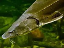 Ein St�r Ende Dezember 2014 im Ozeaneum Stralsund.