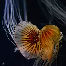 Kompassquallen Ende Dezember 2014 im Ozeaneum Stralsund.