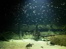 Ein Nachbildung des Stralsunder Hafenbeckens. (Ozeaneum Stralsund, Dezember 2014)