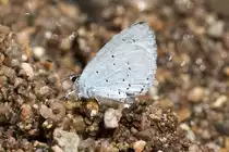Lycaenidae, Faulbaum Bl�uling, Celastrina argiolus, 19.06.2007, Olot, Spanien