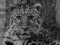 Ein Leopard Mitte Februar 2015 im Zoo Dortmund.