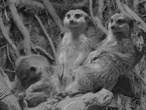 Drei relaxte Erdm�nnchen Mitte Februar 2015 im Zoo Dortmund.