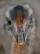 
Ein Nandu Mitte Februar 2015 im Zoo Dortmund.