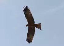 Ein schwarzer Milan ( Milvus migrans ) �ber dem Strand von Bakau in Gambia im M�rz 2019