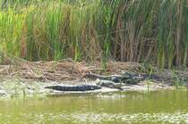 Stumpfkrokodile ( Osteolaemus tetraspis ) in einem See hinter dem Strand von Bakau in Gambia. 