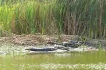 Stumpfkrokodile ( Osteolaemus tetraspis ) in einem See hinter dem Strand von Bakau in Gambia. 