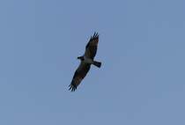 Ein Schreiadler ( Clanga pomerina ) ber dem Gambia River im Mrz 2019