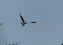 Schreiadler ( Calanga pomerina ) �ber dem Gambia River im M�rz 2019