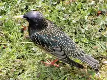 Star bei der Futtersuche auf einer frisch gem�hten Wiese - 08.04.2019