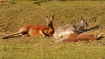 Die Riesenk�ngurus im Zoo Dortmund g�nnen sich ein kleines Sonnenbad. (Februar 2015)