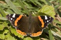 Nymphalinae, Admiral, Vanessa atalanta, 14.11.2008, Hecklingen

