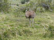 Ein Nandu ( Rhea americana ) im Torres del Paine Nationalpark - Patagonien - Chile im Januar 2017