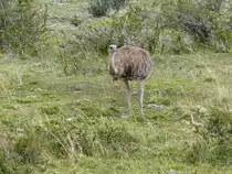Ein Nandu ( Rhea americana ) im Torres del Paine Nationalpark - Patagonien - Chile im Januar 2017
