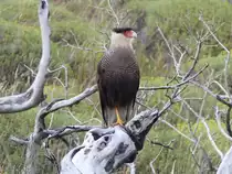 Ein Schopfkarakara oder Geierfalke ( Caracara plancus ) im Torres del Paine Nationalpark Patagonia am 8.1.2017