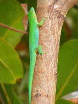 Ein Seychellen Taggecko ( Phelsuma astriata ) auf der Insel Praslin im September 2015