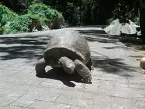 Eine Aldabra  (Seychellen) Riesenschildkr�te ( Aldabrachelys gigantea ) mitten auf einer Stra�e auf der Insel La Digue im September 2015