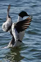 Ein G�nses�ger erhebt sich aus dem kalten Wasser. (Priwall, April 2019)