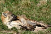 Die wichtigste Kommunikationsform ist die olfaktorische Kommunikation, das hei�t mittels Ger�chen. Anhand des Analbeutelsekrets k�nnen die Hy�nen Geschlecht, Fortpflanzungsgrad und Gruppenzugeh�rigkeit eines anderen Tieres erkennen.