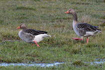Graugnse Anfang April 2019 auf einer Wiese in Priwall.