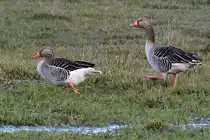 Graug�nse Anfang April 2019 auf einer Wiese in Priwall.