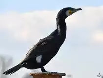 Eine Kormoran w�hrend einer kleinen Pause. (Priwall, April 2019)