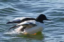 Ein Gänsesäger zieht Anfang April 2019 seine Runden auf der Trave bei Priwall.