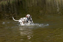 Dalmatiner beim Spielen am Hundestrand im Tierpark Germendorf am 18.04.2019