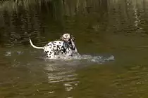 Dalmatiner beim Spielen am Hundestrand im Tierpark Germendorf am 18.04.2019
