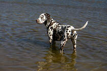 Dalmatiner beim Spielen am Hundestrand im Tierpark Germendorf am 18.04.2019