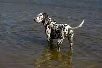 Dalmatiner beim Spielen am Hundestrand im Tierpark Germendorf am 18.04.2019