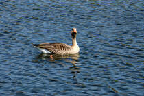 Graugnse im Tierpark Germendorf am 18.04.2019