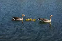 Graug�nse im Tierpark Germendorf am 18.04.2019