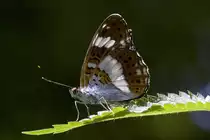 Nymphalidae, Kleiner Eisvogel, Limenitis camilla,
26.06.2009, Weisweil