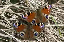 Nymphalinae, Pfauenauge, Inachis io, 03.04.2009, Lahr