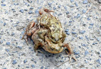 Krtenwanderung, mit  Rucksack  unterwegs zur Steinbachtalsperre - 31.03.2019