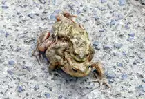 Kr�tenwanderung, mit  Rucksack  unterwegs zur Steinbachtalsperre - 31.03.2019