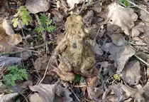 Im Laub getarnte Kr�ten unterwegs zum Wasser der Steinbachtalsperre bei Euskirchen - 31.03.2019