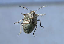 Graue Gartenwanze glotzt mich durch die Windschutzscheibe an - 18.04.2019