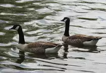 2 KANADAG�NSE IN HERSCHBACH/UNTERWESTERWALD
Im Kleinst�dtchen HERSCHBACH haben diese KANADAG�NSE auf dem WAAGWEIHER mitten im Ort
direkt hinter der Pfarrkirche St. Anna und einem verlassenen Kloster ein wundersch�nes Revier
gefunden...am 26.4.2019